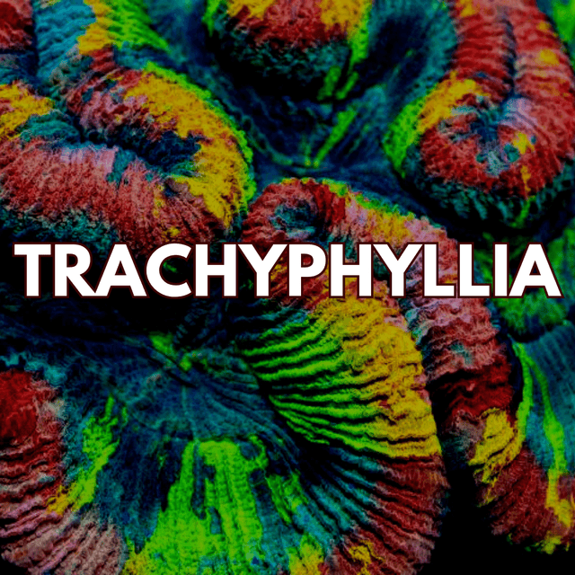 Trachyphyllia Coral