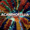 Acanthophyllia Coral - WildCorals