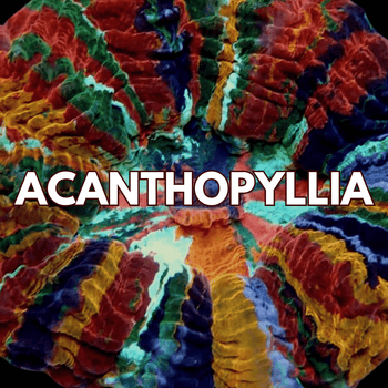 Acanthophyllia Coral