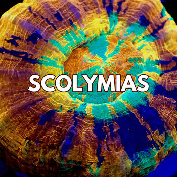 Scolymia Australis - WildCorals