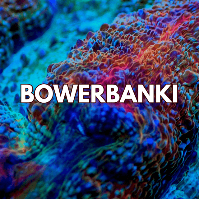 Bowerbanki Coral