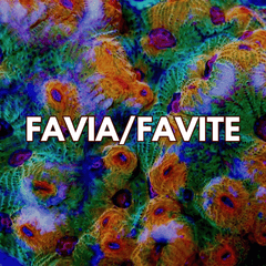 Favia / Favites Coral - WildCorals