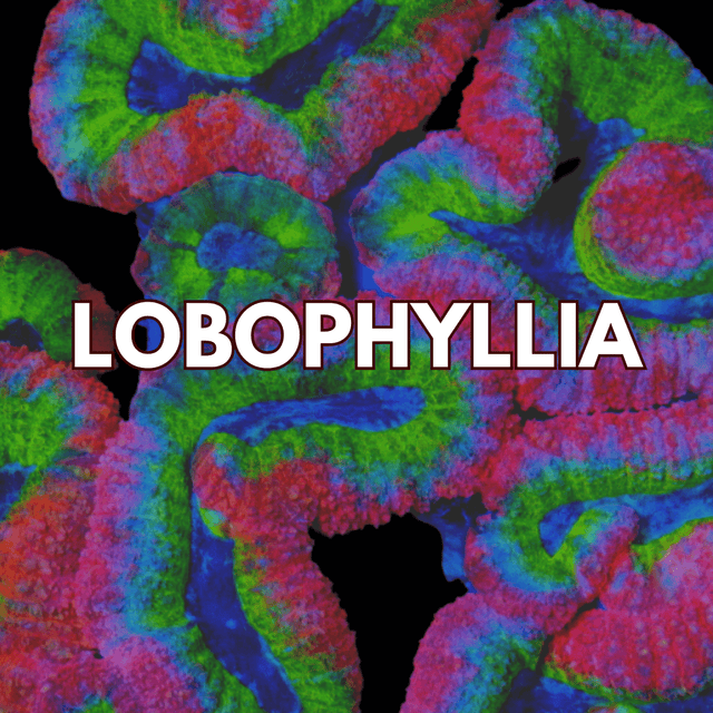 Lobophyllia - WildCorals