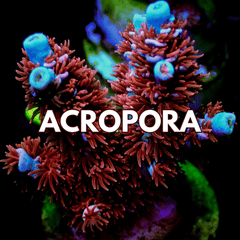 Acropora Coral - WildCorals