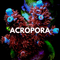 Acropora Coral - WildCorals