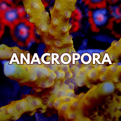 Anacropora - WildCorals