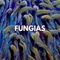 Fungias - WildCorals