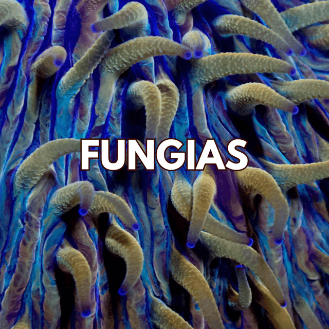 Fungias - WildCorals