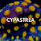 Cyphastrea Coral - WildCorals