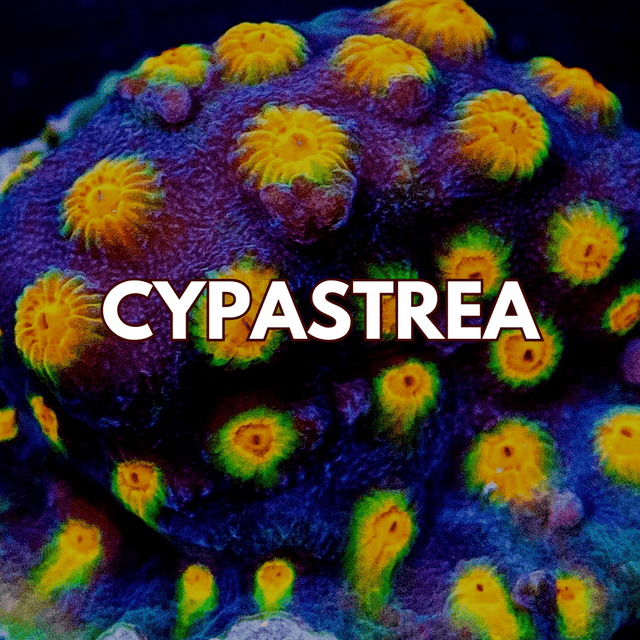 Cyphastrea Coral - WildCorals