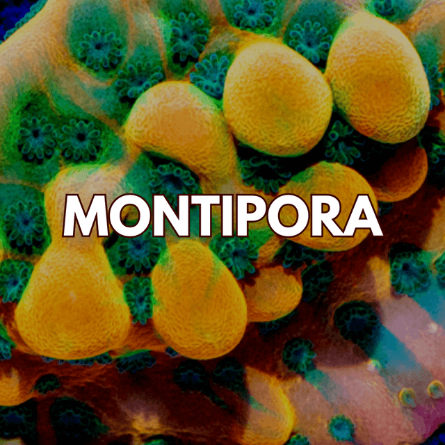 Montipora Coral - WildCorals