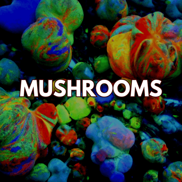 Mushrooms Coral - WildCorals
