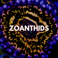 Zoanthids - WildCorals