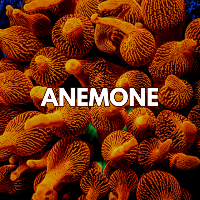 Anemone - WildCorals