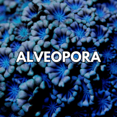 Collection image for: Alveopora Coral