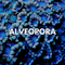 Alveopora Coral - WildCorals