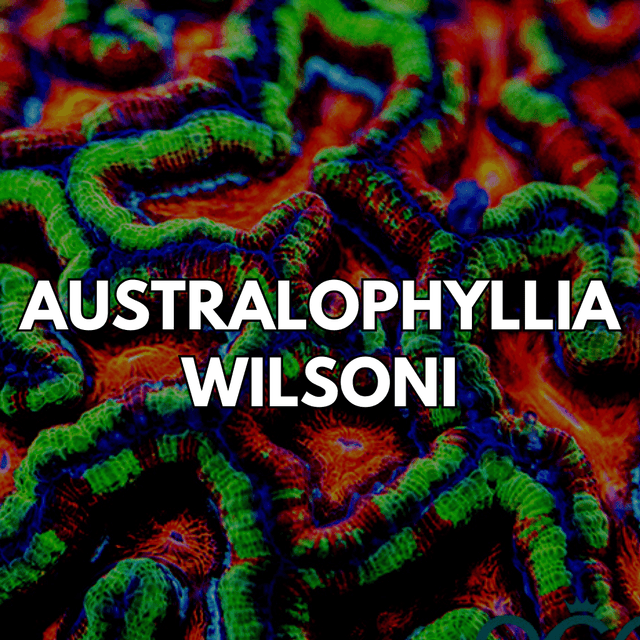 Australophyllia Wilsoni - WildCorals