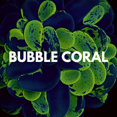 Bubble Corals - WildCorals