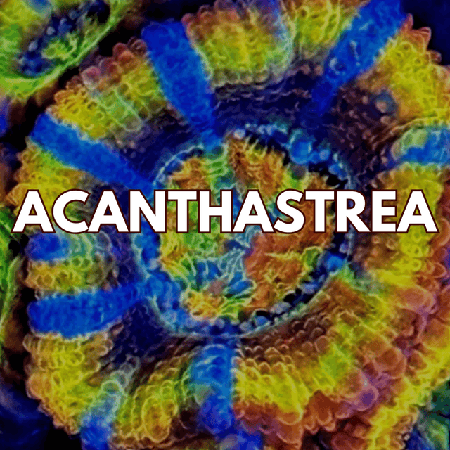 Acanthastrea Coral