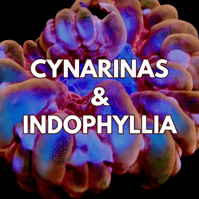 Cynarinia & Indophyllia - WildCorals