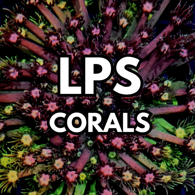 LPS (Long Polip Stone) - WildCorals