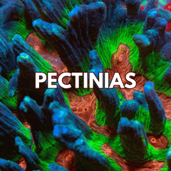 Collection image for: Pectinia Corals