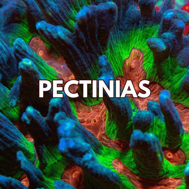 Pectinia Corals - WildCorals