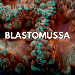 Collection image for: Blastomussa Coral