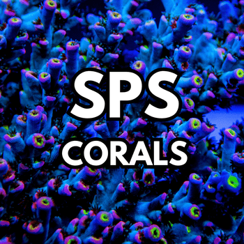 SPS (Short Polip Stones) - WildCorals