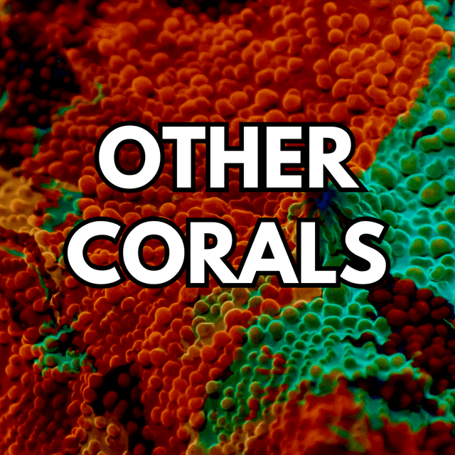 Other Corals
