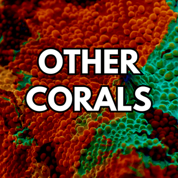 Other Corals - WildCorals
