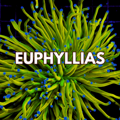 Euphyllia Coral - WildCorals