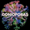 Goniopora Coral - WildCorals