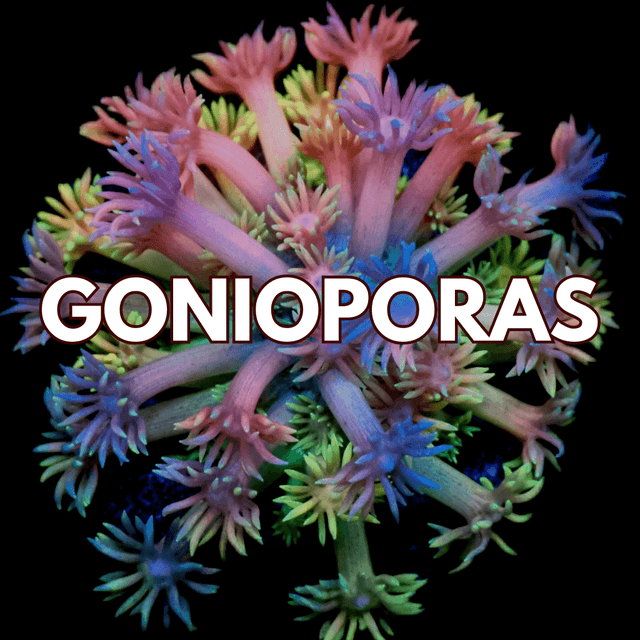 Goniopora Coral - WildCorals