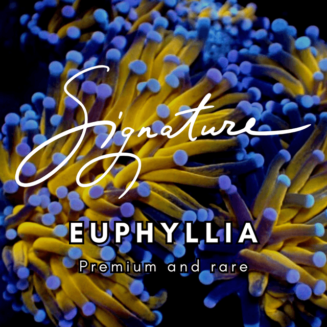WC Signature Euphyllias - WildCorals