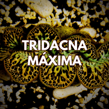 Tridacna Máxima - WildCorals