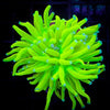 WC Signature Torch Ultra Bright Holy Grail 1 Polyp - WildCorals