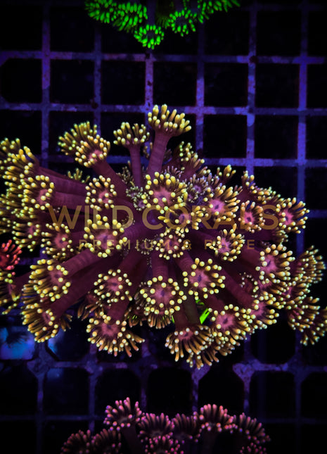 Goniopora Purple Yellow Tips Frag M Size