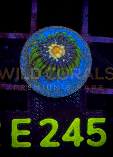 Zoanthus Jason Fox Stargazer Frag S - WildCorals