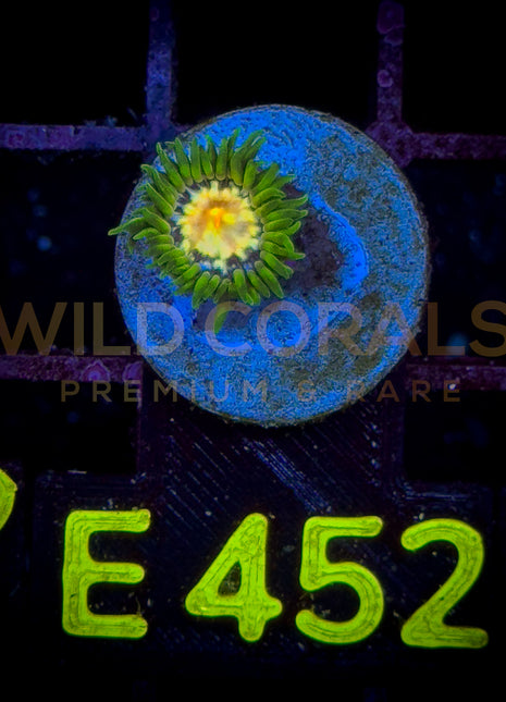 Zoanthus Jason Fox Stargazer Frag XS - WildCorals