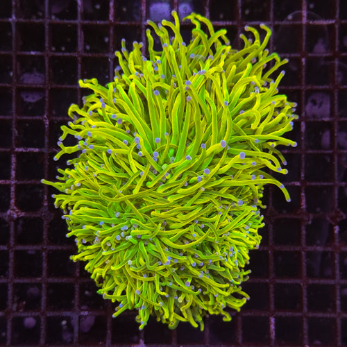WC Drama Queen Holy Grail Torch Colony 5 polyp (Cultured)