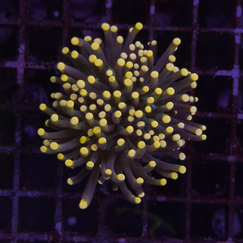WC Black Torch Yellow Tips 1 polyp