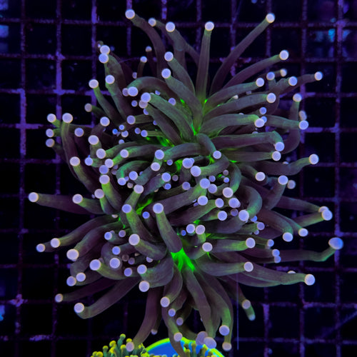 WC TKM Torch 2x Double Polyp