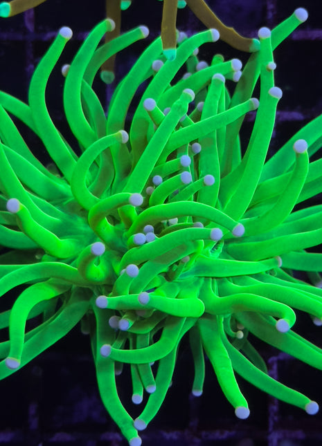 WC Asian Toxic Green Pink Tip Torch 2 Polyp (Culture)