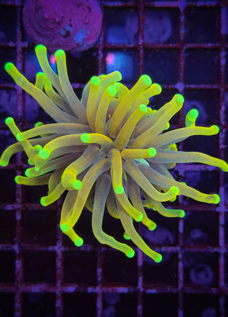 WC Asian Toxic Green Pink Tip Torch 2 Polyp (Culture)