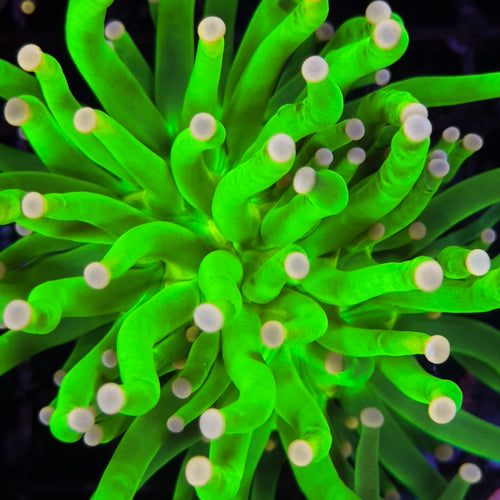 WC Asian Toxic Green Pink Tip Torch 1 Polyp (Culture)
