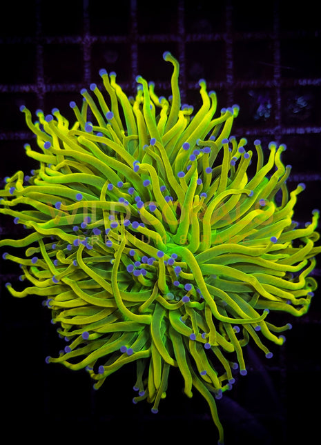 WC Signature Blue Tip Holy Grail 3 Polyp - WildCorals