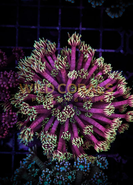 Goniopora Pink & Yellow Tips Frag L Size