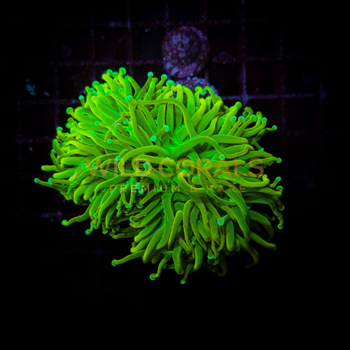Euphyllia Holy Grail (Cultured) Double Polyp