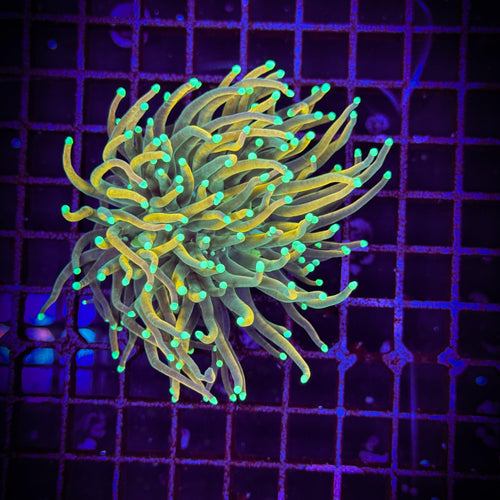 Euphyllia Gold Inferno Torch 1 Polyp